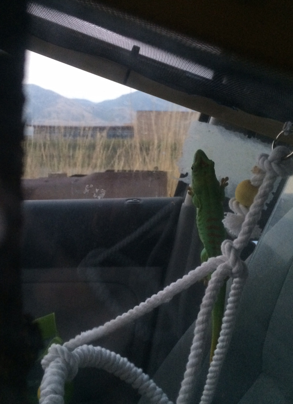 Sigma the Madagascar giant day gecko looking out the window at Wyoming Sigma the Madagascar giant day gecko looking out the window at Wyoming