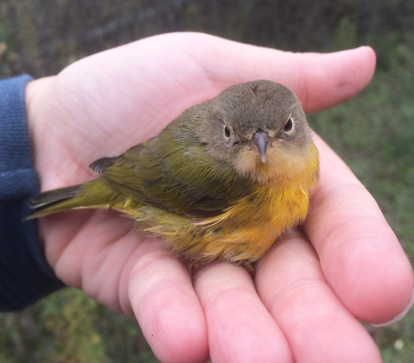 A lovely Nashville Warbler who collided with a window downtown, who I warmed up and kept safe until he could fly off again A lovely Nashville Warbler who collided with a window downtown, who I warmed up and kept safe until he could fly off again
