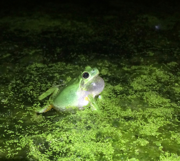Male calling to attract a female. I dropped my phone in the pond – twice – and filled my waders with pond water in the course of achieving this photo Male calling to attract a female. I dropped my phone in the pond – twice – and filled my waders with pond water in the course of achieving this photo