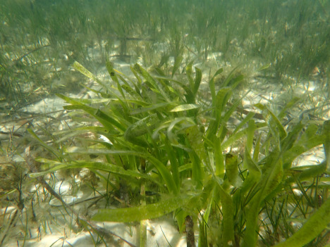 Underwater garden (Posidonia australis)