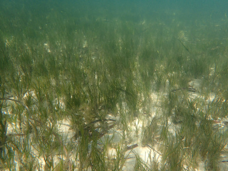 Zostera muelleri