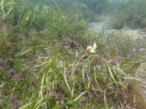 Fruiting Posidonia australis