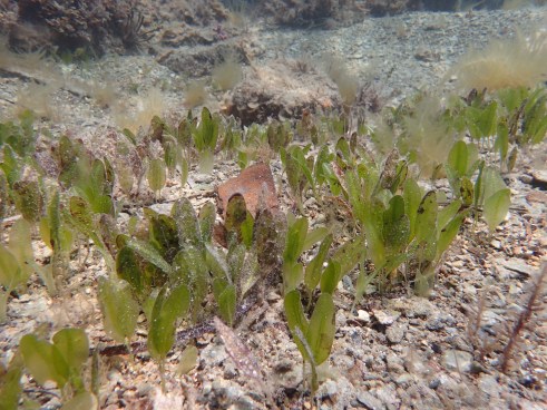 Halophila ovalis bed